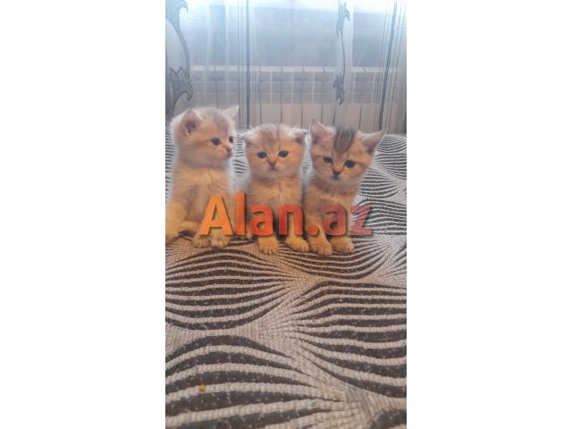 Biritan Gold Şinşilla