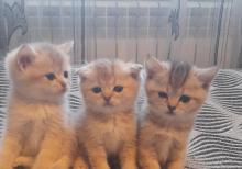 Biritan Gold Şinşilla