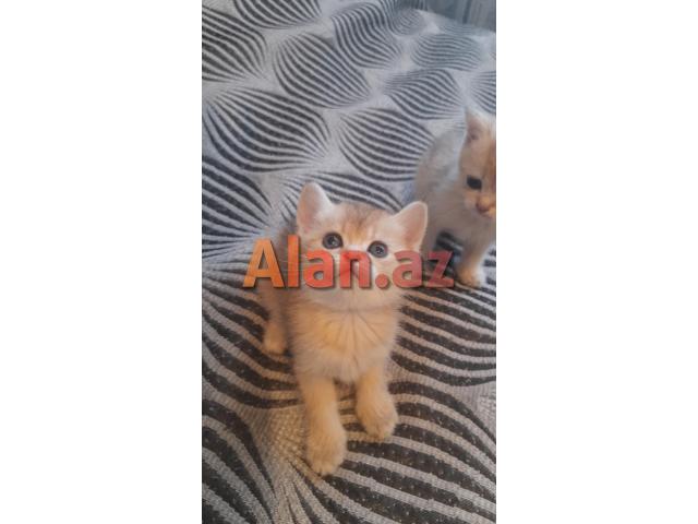 Biritan Gold Şinşilla