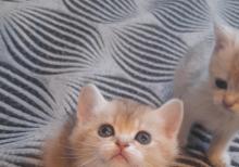 Biritan Gold Şinşilla