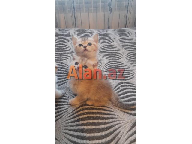 Biritan Gold Şinşilla