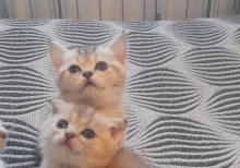 Biritan Gold Şinşilla