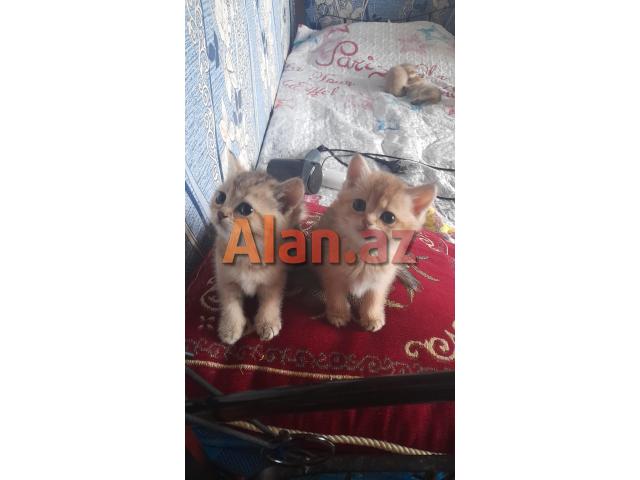 Biritan Gold Şinşilla