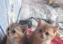 Biritan Gold Şinşilla