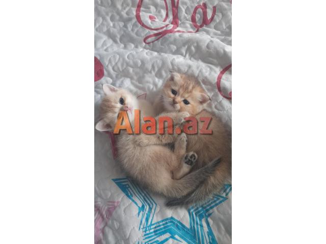 Biritan Gold Şinşilla