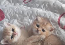 Biritan Gold Şinşilla