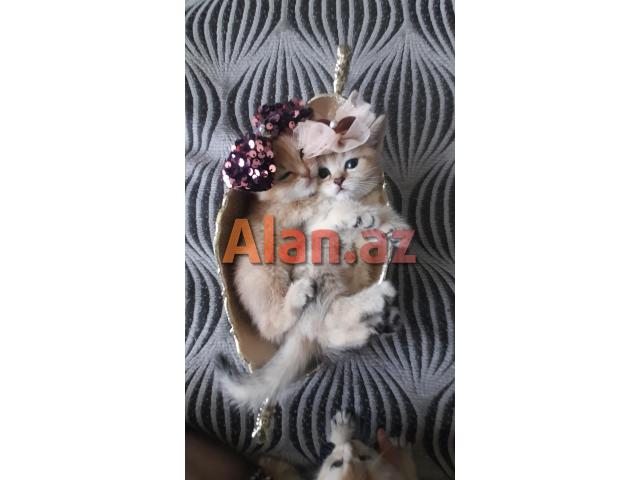 Biritan Gold Şinşilla