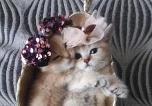 Biritan Gold Şinşilla