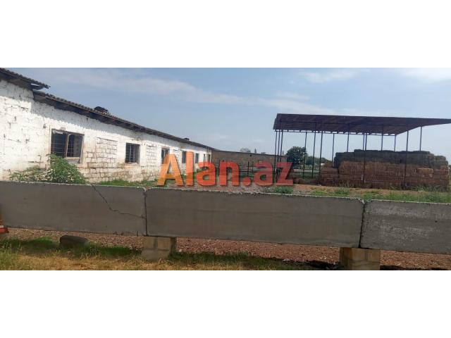 Təcili Ferma Satılır. Bərdə rayonu.