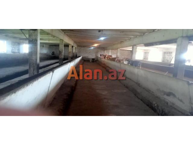 Təcili Ferma Satılır. Bərdə rayonu.