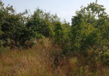 Qusar rayonu balaqusar kəndinde torpaq