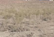 Ferma və torpaq sahəsi