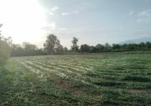 Qəbələ Rayon Daşca Kəndi