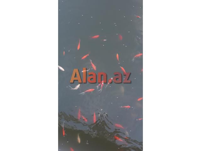 Yapon qizil baliqlari