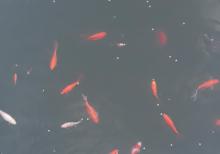 Yapon qizil baliqlari