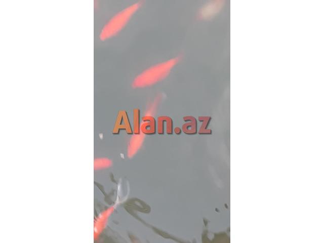 Yapon qizil baliqlari