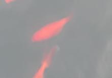 Yapon qizil baliqlari