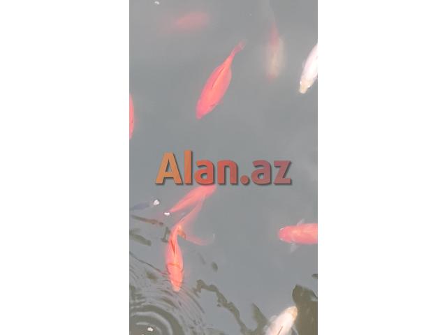 Yapon qizil baliqlari