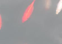 Yapon qizil baliqlari