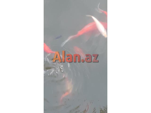 Yapon qizil baliqlari