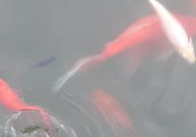 Yapon qizil baliqlari