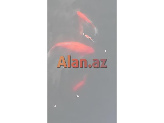 Yapon qizil baliqlari