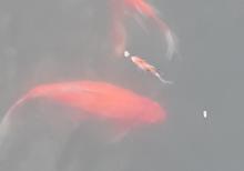 Yapon qizil baliqlari