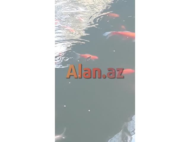 Yapon qizil baliqlari