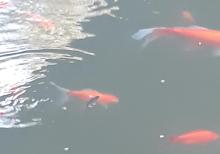 Yapon qizil baliqlari