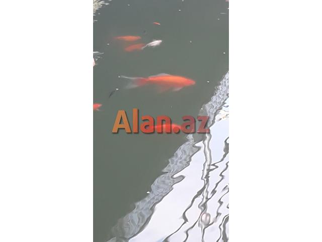 Yapon qizil baliqlari