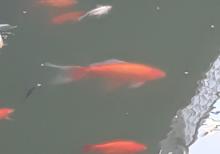 Yapon qizil baliqlari