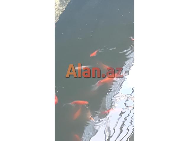 Yapon qizil baliqlari