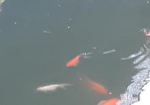 Yapon qizil baliqlari