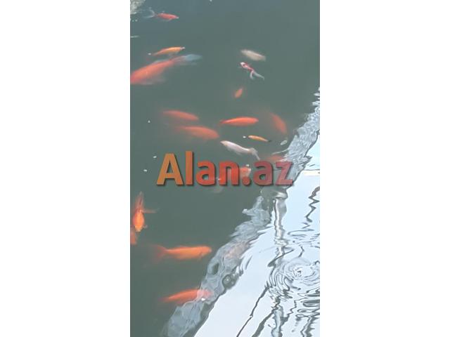 Yapon qizil baliqlari