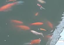 Yapon qizil baliqlari