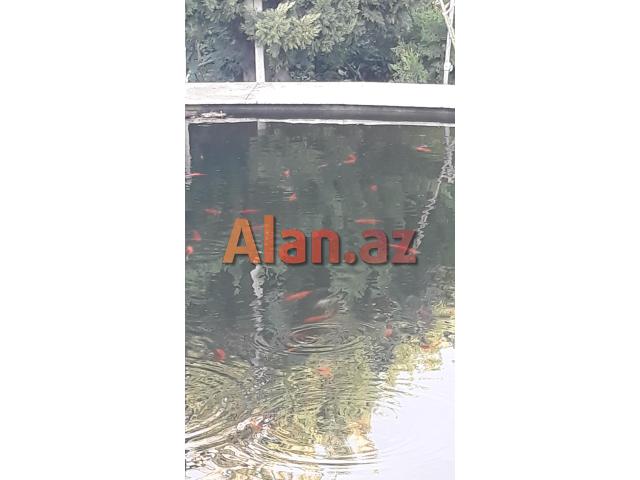 Yapon qizil baliqlari