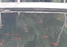 Yapon qizil baliqlari