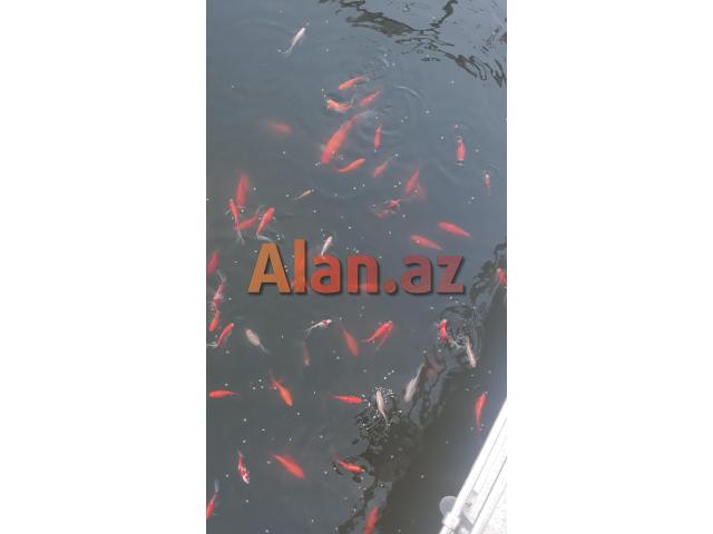 Yapon qizil baliqlari