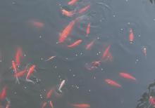 Yapon qizil baliqlari