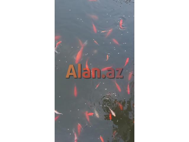 Yapon qizil baliqlari