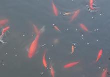 Yapon qizil baliqlari