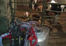 Süt sağan aparat işlənməmiş