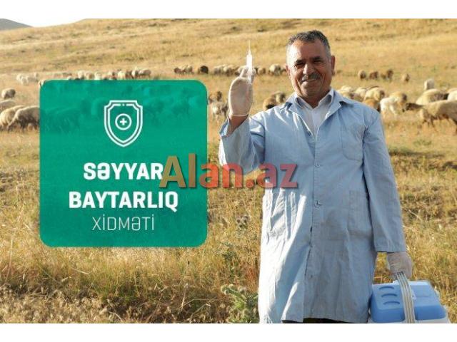 Baytar həkimi işi Axtarıram