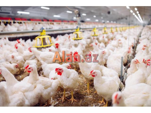 ELAN-QUŞÇULUQ SEXİNƏ  AİLƏ İŞÇİ TƏLƏB OLUNUR