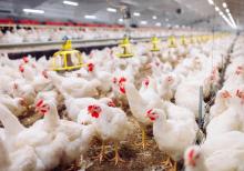 ELAN-QUŞÇULUQ SEXİNƏ  AİLƏ İŞÇİ TƏLƏB OLUNUR