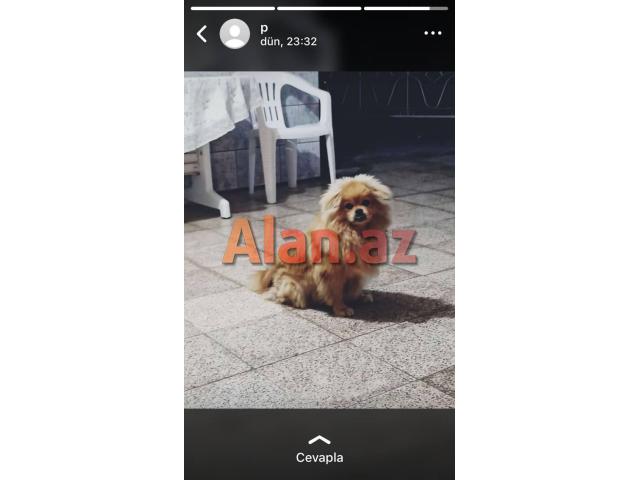 Pomeranian spiths satılır
