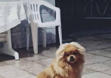 Pomeranian spiths satılır