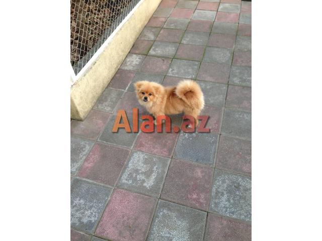 Pomeranian spiths satılır