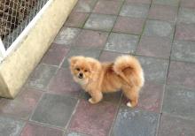 Pomeranian spiths satılır