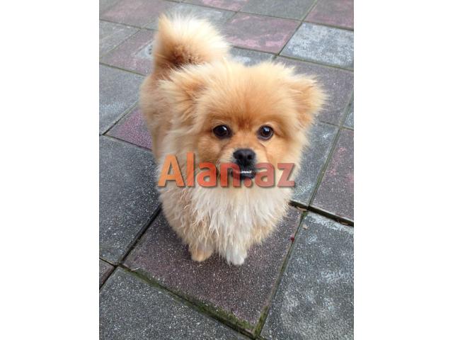 Pomeranian spiths satılır